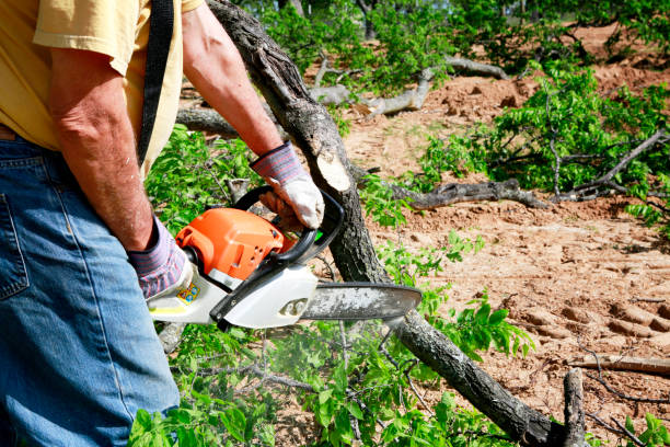 The Steps Involved in Our Tree Care Process in Daphne, AL